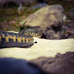 Selective focus on the reptile's head. Common Water Snake (Natrix). The snake Natrix lies on a white stone. Python is black and orange. The Mora snake looks ahead. Square footage.