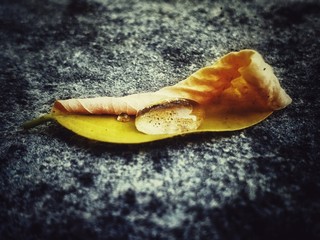 shell on the sand