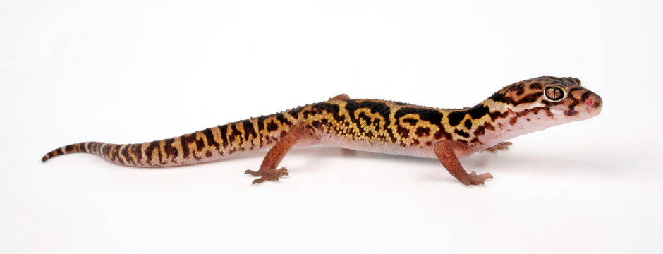 western banded gecko / Geb&auml;nderter W&uuml;stengecko, Krallengecko (Coleonyx variegatus)