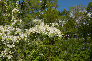 Early Morning Sun on the Spring White Blossom of a Crab Apple Tree (Malus 'Indian Magic') Growing in a Woodland Garden in Rural Devon, England, UK