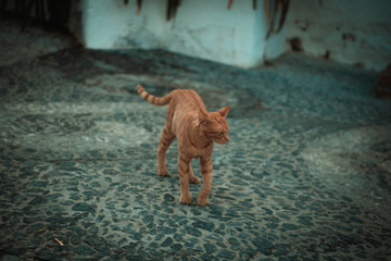 gato naranja buscando compañia en una calle empedrada de malaga