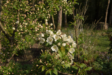 Early Morning Sun on the Spring White Blossom of a Crab Apple Tree (Malus 'Indian Magic') Growing in a Woodland Garden in Rural Devon, England, UK