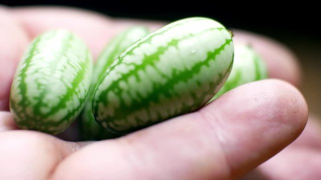 Hand holding raw fresh tiny green Mexican cucamelon selective focus dolly left closeup