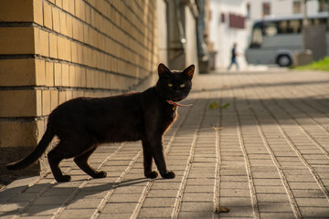 black cat in the city. city cats