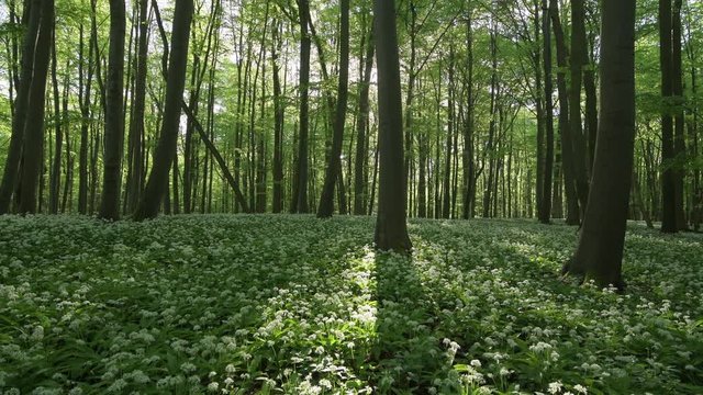 White ramson in Hainich National Park, Thuringia, Germany