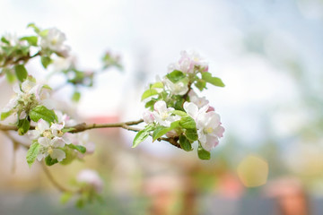 spring white flowers, blooming apple tree in the garden in the garden