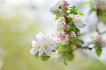 spring white flowers, blooming apple tree in the garden in the garden