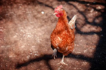 Red chicken walk on the street. Free range chicken in the backyard.