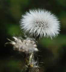 mane in the wind full of seeds