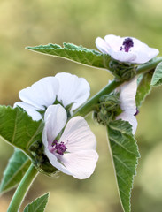 Wild flower Althaea officinalis in the garden.