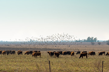 Amanecer en el campo Argentino