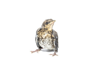 song thrush white background.