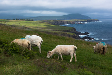 Naklejka premium Sheep on Dingle peninsula's southern coast between Dingle town and Slea Head in County Kerry, Ireland.
