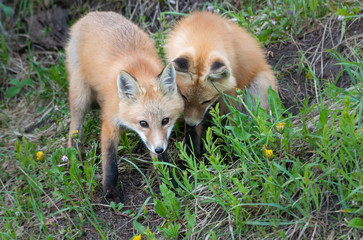 Red fox kit in the wild