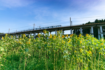 鉄道高架橋とひまわり畑　千葉県大網白里市　日本