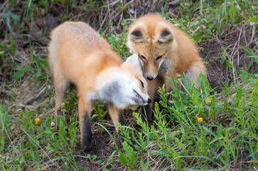 Red fox kit in the wild