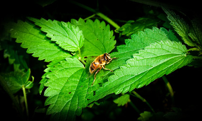 Bee on leaf
