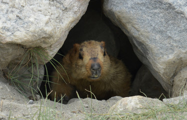 marmot in the mountains