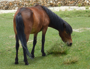 Himalayan wild horse grazing