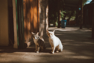 Dos gatos tomando sol