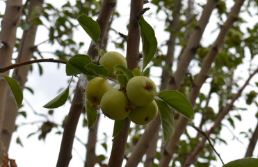 Himalayan Apple