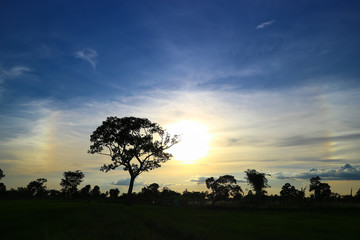 The silhouette of the tree in the sunset in the sky

