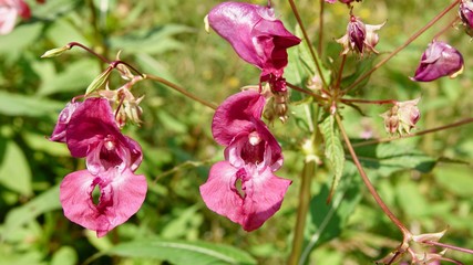 Obraz premium Blühende Alpenblumen im Hochgebirge