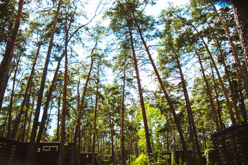Tall, coniferous, green trees on a summer day