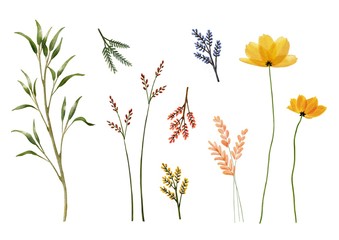 Set of watercolor flower isolated on paper,dry botanic