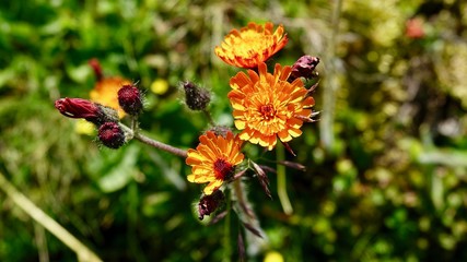 Blühende Alpenblumen im Hochgebirge