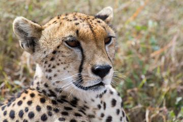 Proud cheetah overlooking its neighborhood at Serengeti National Park, Tanzania, Africa.