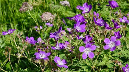 Blühende Alpenblumen im Hochgebirge