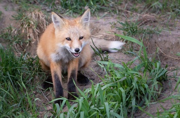 Red fox kit in the wild