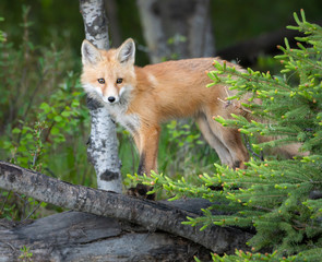Red fox kit in the wild