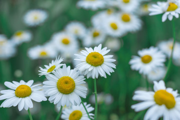 Lot of chamomile grows in a wild field.