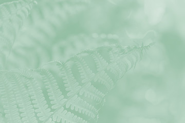 Light green fern leaves on a pale green background.
