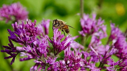 Blühende Alpenblumen im Hochgebirge