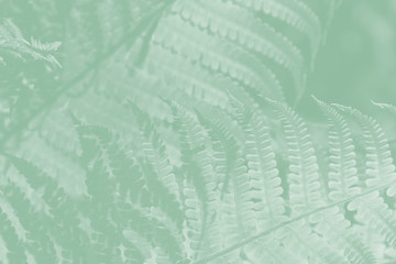 Light green fern leaves on a pale green background.