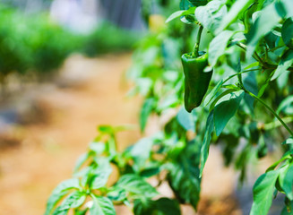 収穫期の国産のピーマン【夏イメージ】