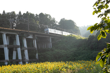 Fototapeta premium 鉄道高架橋とひまわり畑 千葉県大網白里市 日本