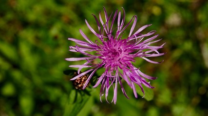 Blühende Alpenblumen im Hochgebirge