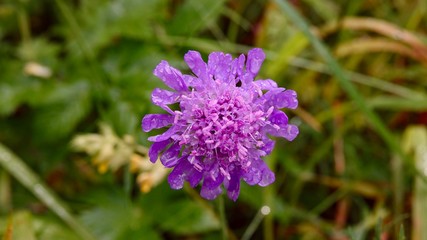 Blühende Alpenblumen im Hochgebirge