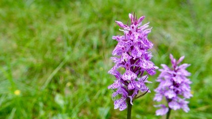 Blühende Alpenblumen im Hochgebirge