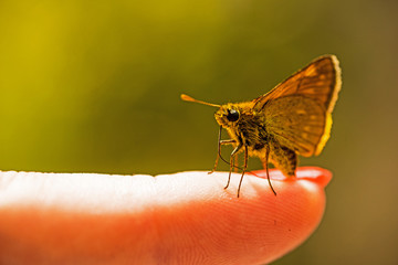 butterfly is sitting on a finger