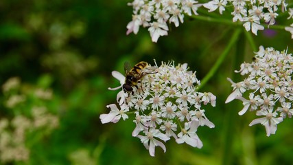 Blühende Alpenblumen im Hochgebirge