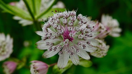 Blühende Alpenblumen im Hochgebirge