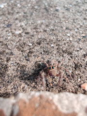 spider on the sand