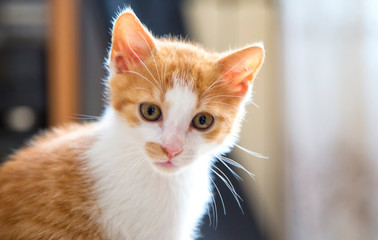 Small sad cat looking