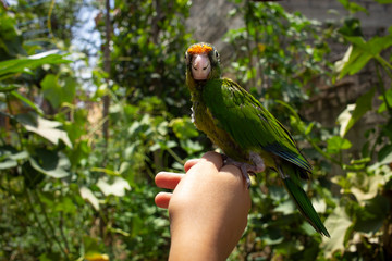 Periquito verde en la mano mexicano latino latinoamérica ave mexicana mascota patio