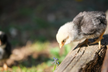 Küken auf der Suche 